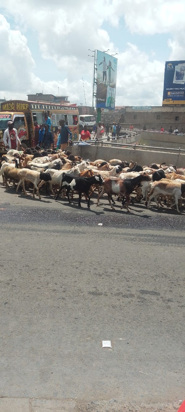 Goat herd crosses busy Nairobi road, pedestrians watch