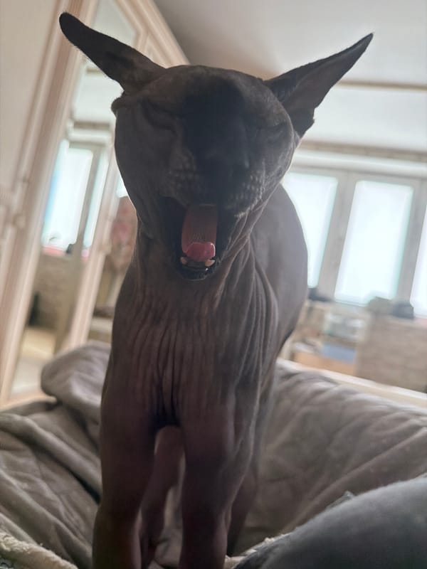 Moscow Sphynx cat yawning and getting pets at home
