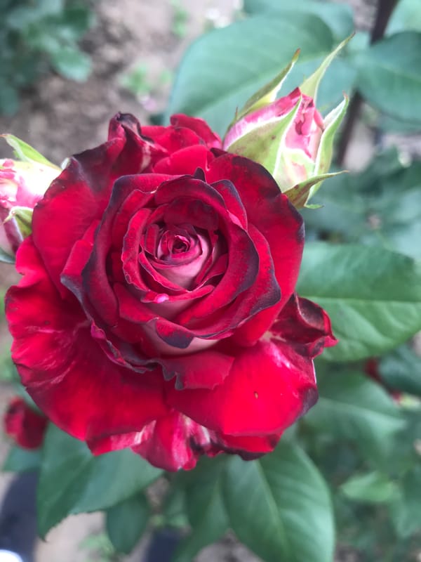 Colorful roses photographed in bloom across Kherson, Ukraine