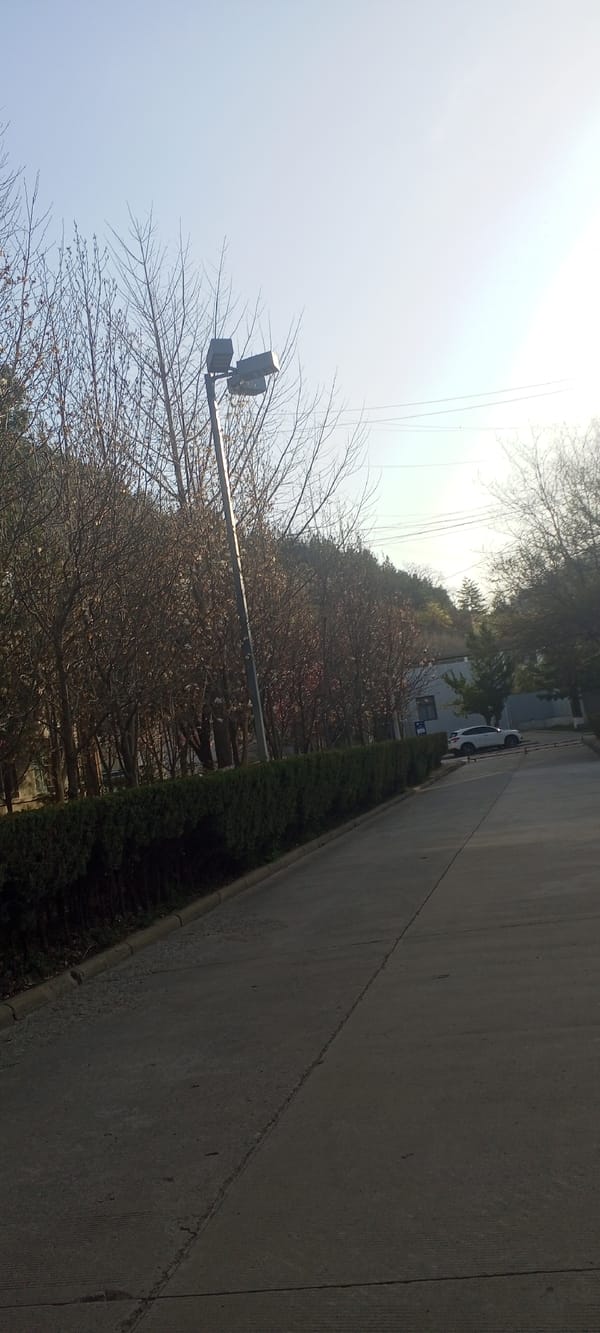 Tree-lined street observed in Baota District, China