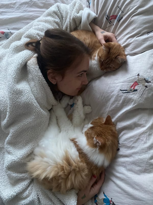 Person relaxes with cats during quiet afternoon in Zheleznogorsk