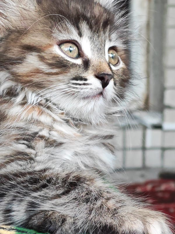 Tabby kitten photoshoot on a plaid blanket in Tolyatti