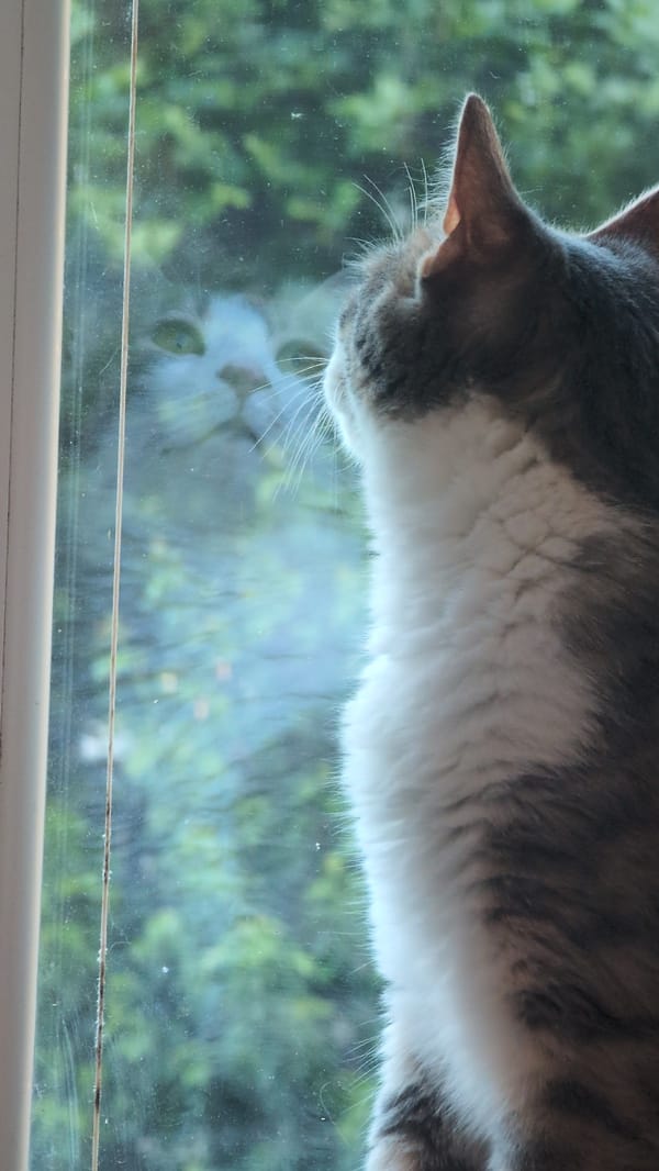 Cat watches from windowsill in Burgas, Bulgaria