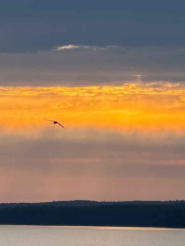 Bird in flight over a Votkinsk sunset, July evening
