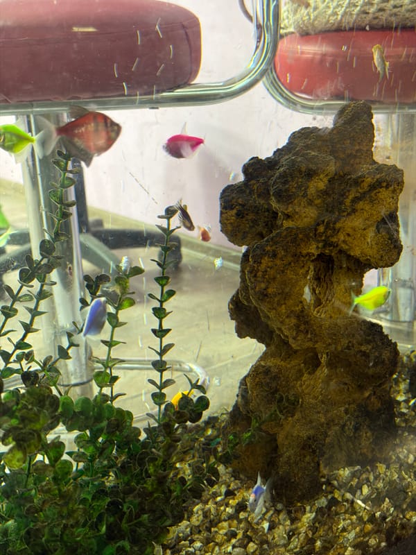 Aquarium fish and a Pomeranian mid-grooming session