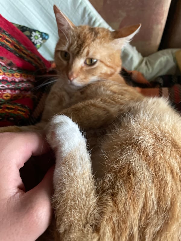 Afternoon pet interactions documented in Zlatograd, Bulgaria