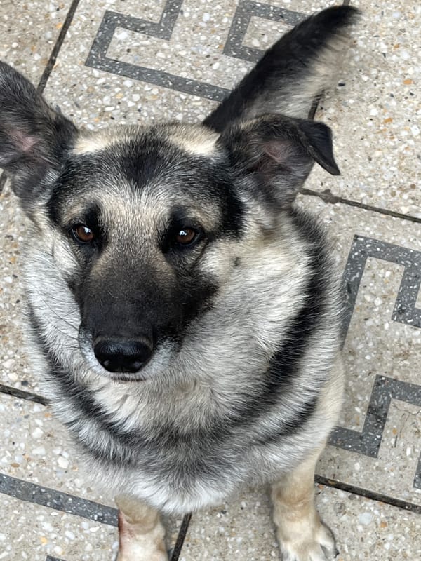 German Shepherds on patio in Lviv with church and garden scenes