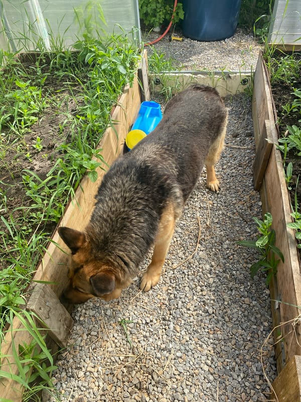 Morning backyard moments with German Shepherd and garden in Tyumen