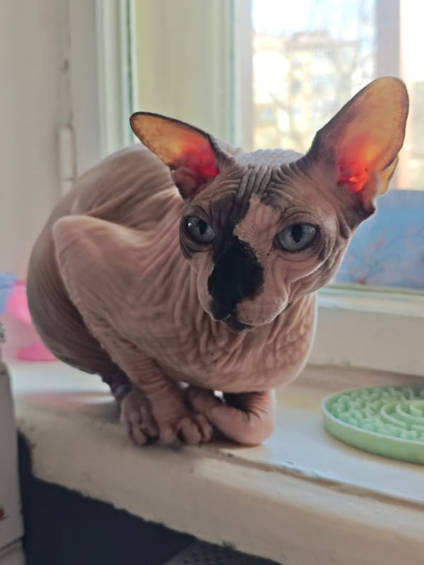 Sphynx cat spotted on windowsill in Pyatigorsk, Russia