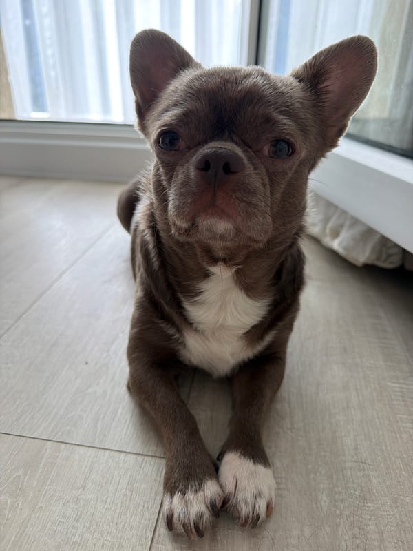 Chihuahua rests on wooden floor in Votkinsk home