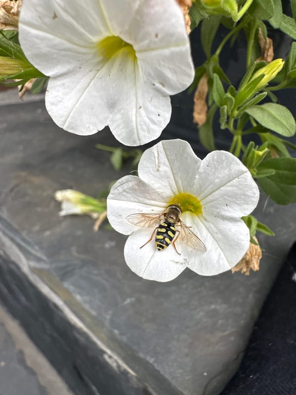 Hoverfly and metallic beetle visit white petunias in Russian garden