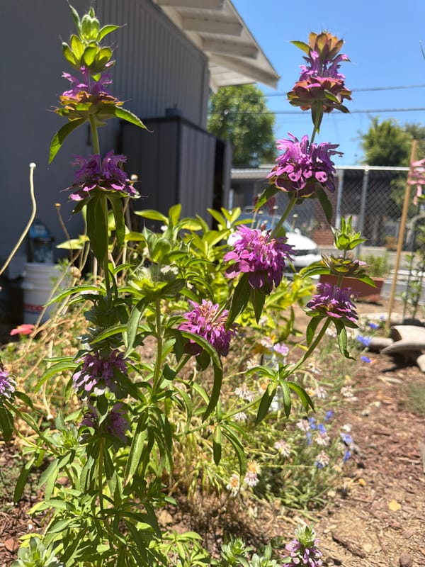 Purple Monarda and blue cornflowers blooming in an LA garden