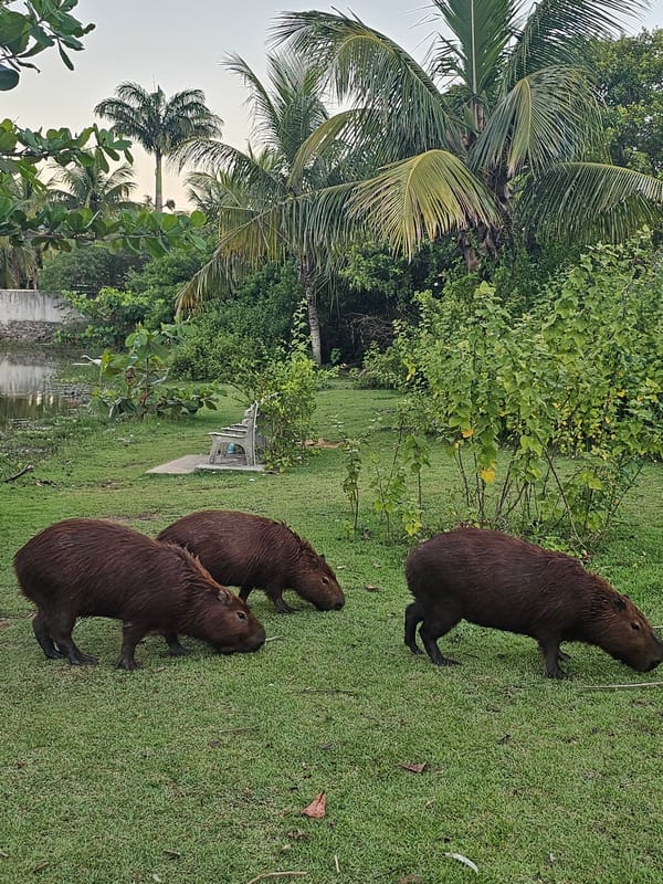 Tourists photograph capybaras at waterside park in Brazil