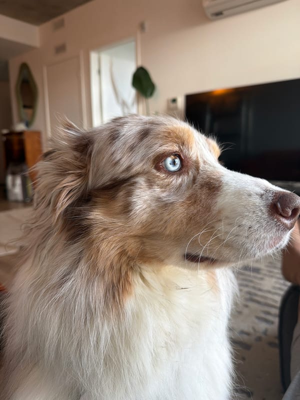 Quiet evening with dog captured in Laval home