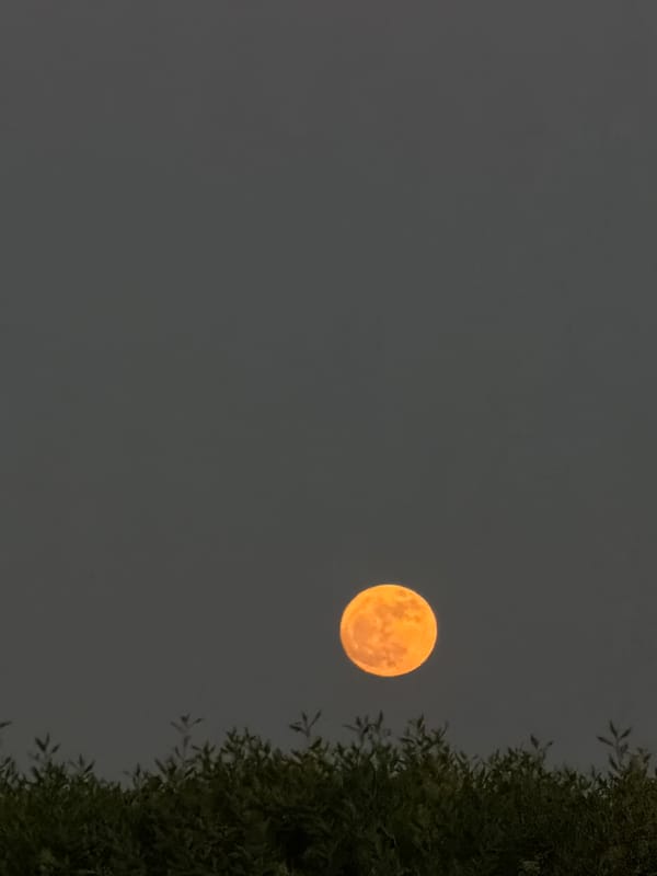 Dusk in Sharm El Sheikh: moon rise, palm streets, flame tree in bloom