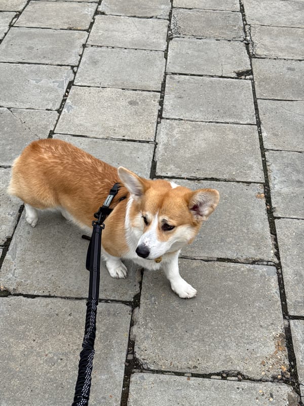 Corgi spotted on leash in Khilok, Russia