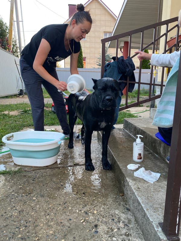 Black dog gets an outdoor bath on a concrete patio