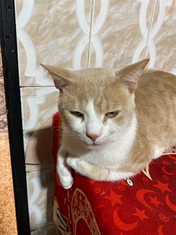Cat rests on decorative cushion in Sidi Chahmi home