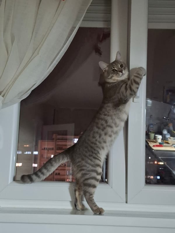 Tabby cat performs acrobatic window frame stunts in Novi Sad
