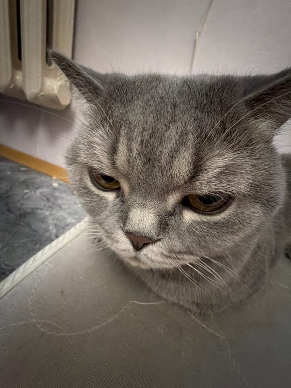 Grey British Shorthair cat photographed from every angle at home
