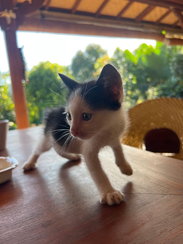 Woman feeds cats, kittens play in Pupuan outdoor space