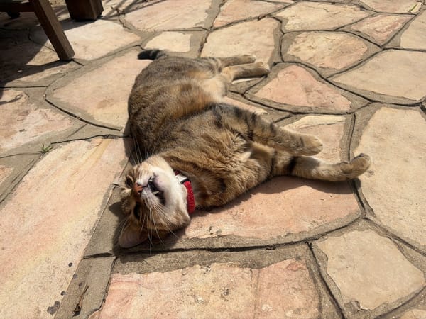 Tabby cat sunbathes on stone patio in Ramat HaSharon