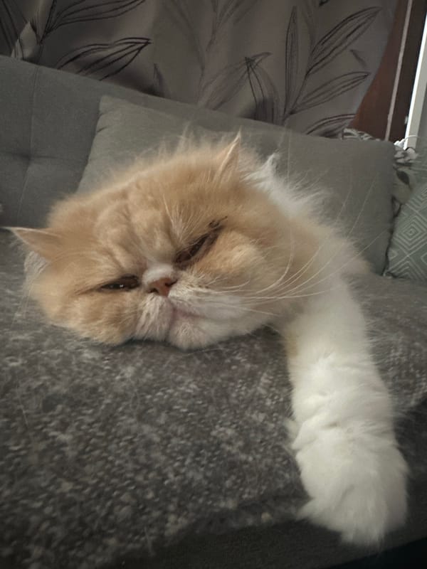 Persian cats lounging at home in Siuntio