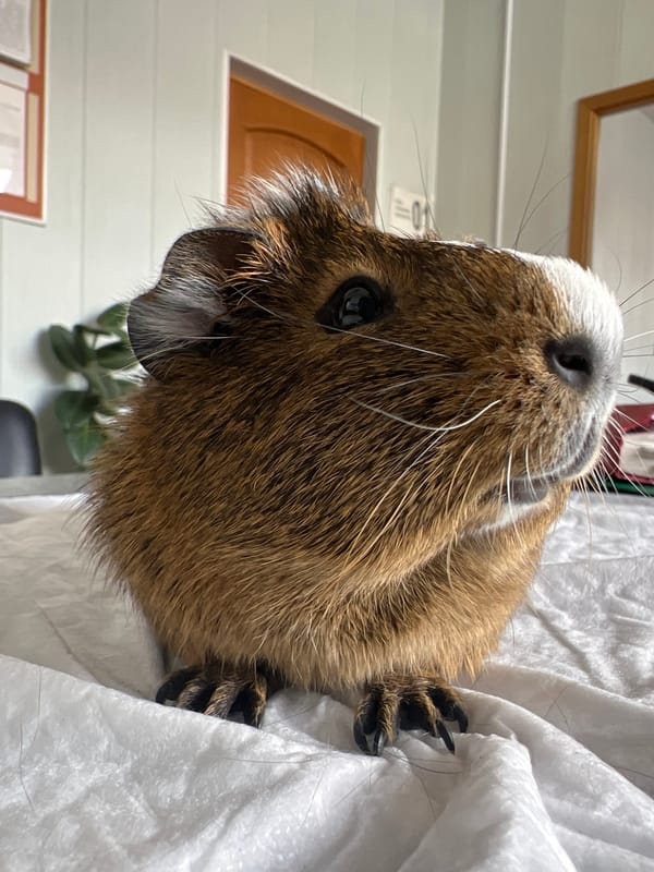 Alert guinea pig resting on a white surface in Lipetsk