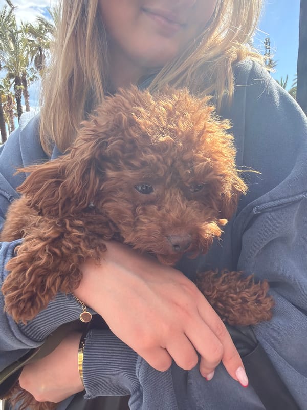 Woman walks poodle along Salou promenade and beach