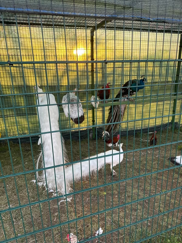 Birds observed in outdoor aviary enclosure in Markovo, Bulgaria