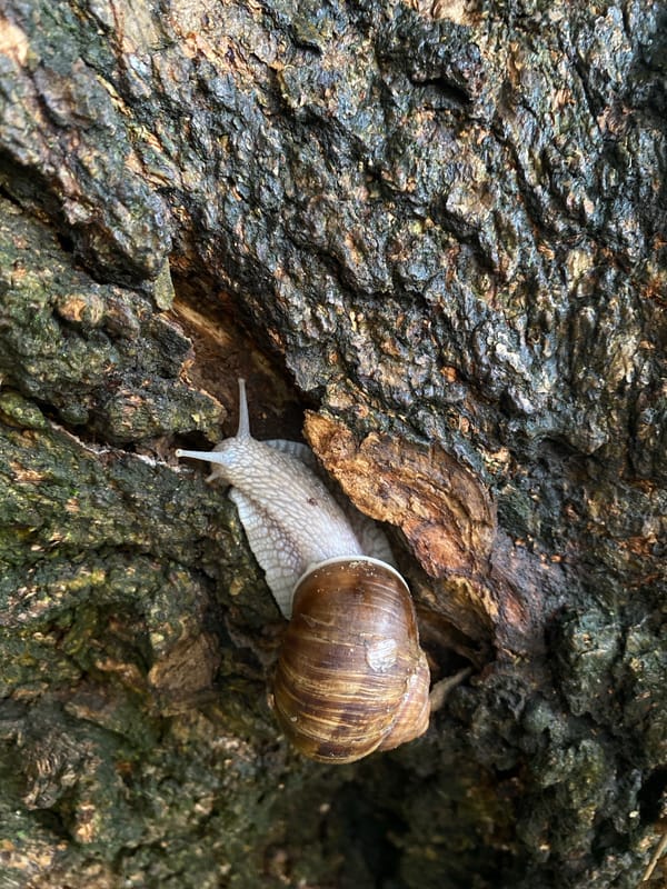 Snails, ladybugs, and flowers in a backyard close-up session