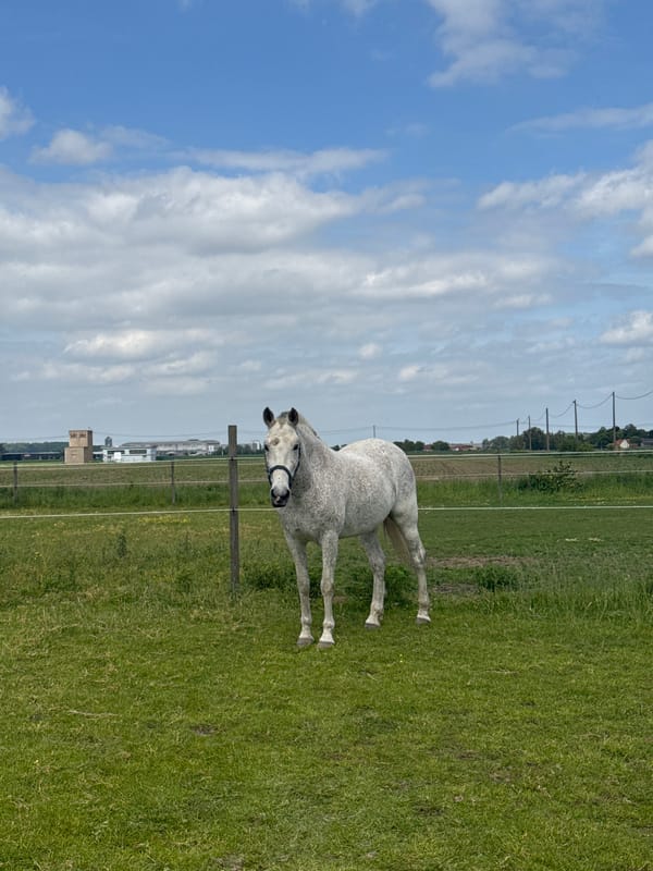 Spotted horse observed in field, Estaimpuis Belgium