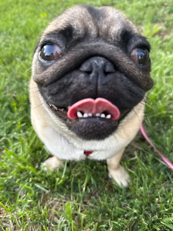Pug walk and selfies on a grassy urban lawn