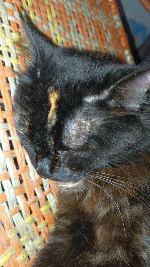 Tortoiseshell cat sleeps peacefully on woven surface in Venezuela