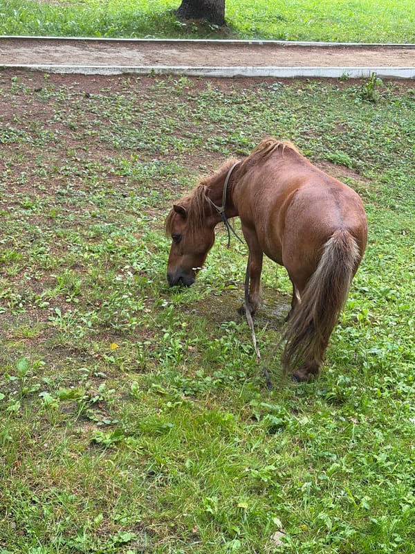 Brown horse grazing and resting in a park setting