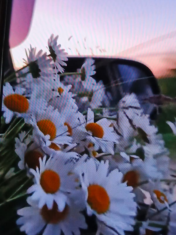Flowers, food, and lit-up plazas across one afternoon