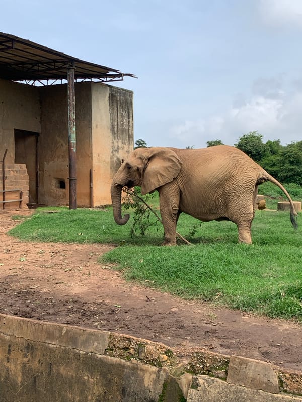 Morning at Jos Zoo: elephants, chimps, and a family visit