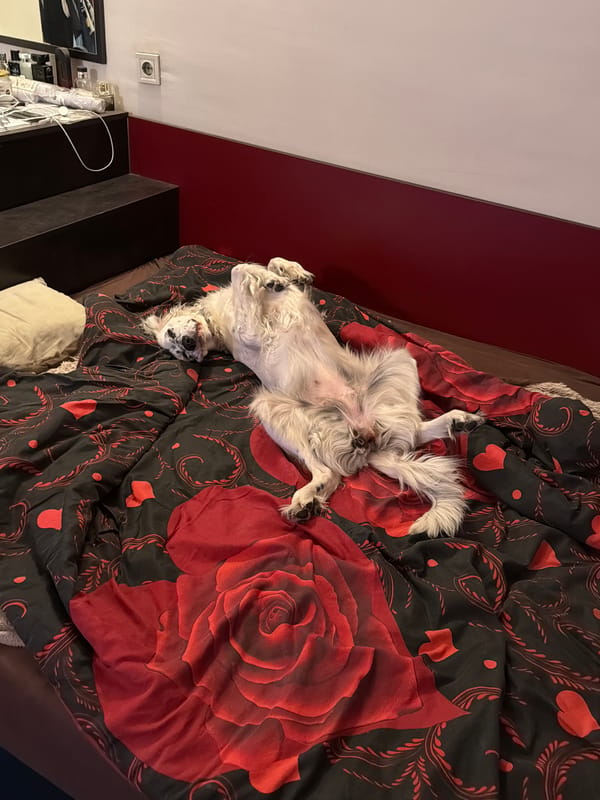 Dog rests on patterned bed in Bulgarian home