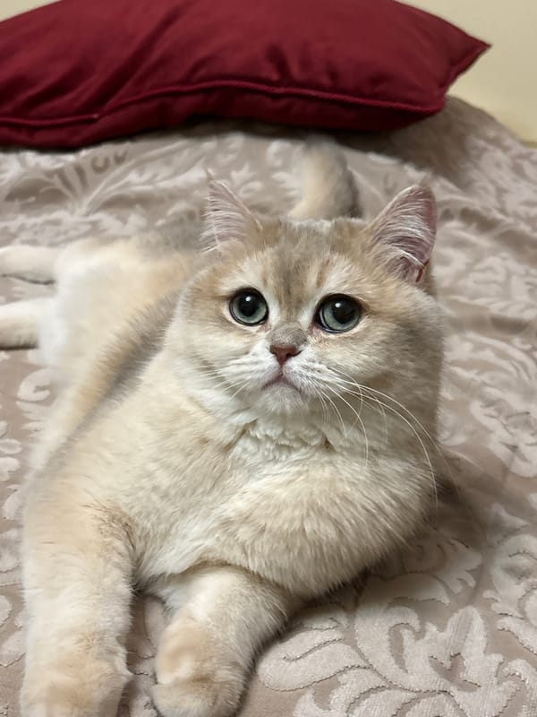 Domestic life moments captured in Chaikovsky, Russia home