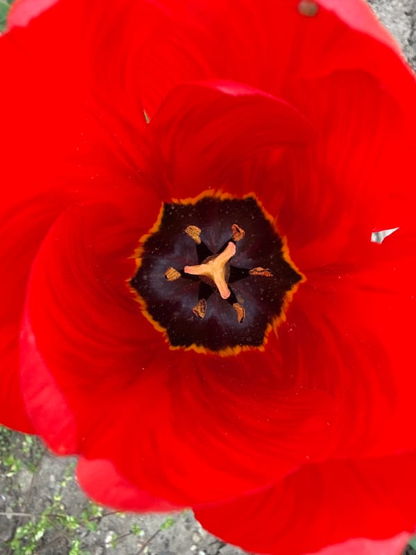 Red tulips bloom in Bulgarian garden