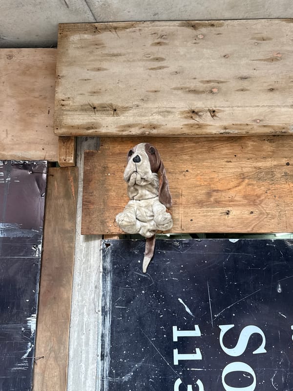 Plush toy dog spotted on wooden wall in Buenos Aires