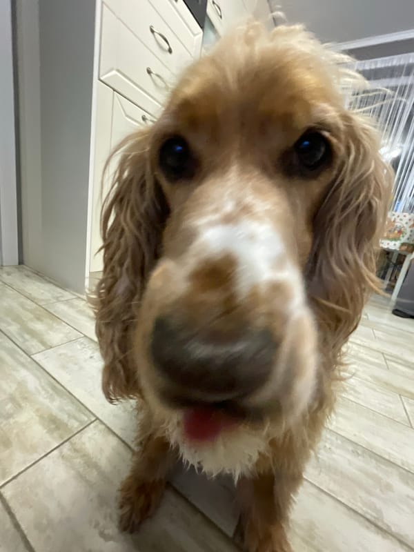 Pet photography session documented in Razgrad, Bulgaria