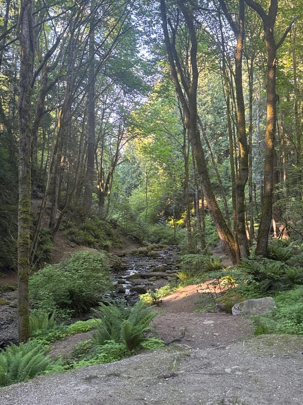 Witness documents mossy forest ravine scene in Coquitlam