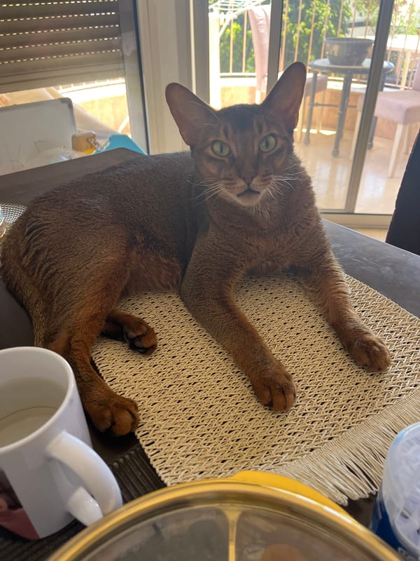 Abyssinian cat groomed and lounging around the house