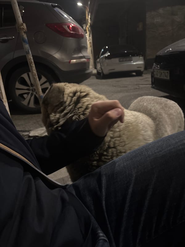 Person bonds with blue-eyed dog on Yerevan street bench