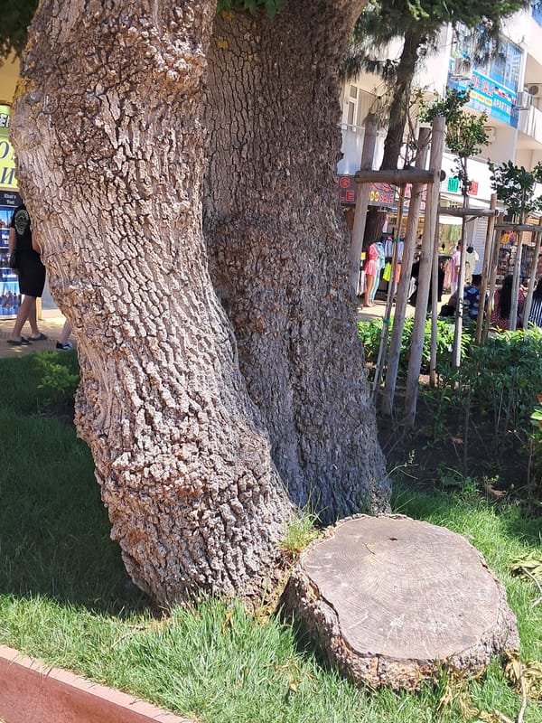 Garden botanical survey documented in Nesebar, Bulgaria