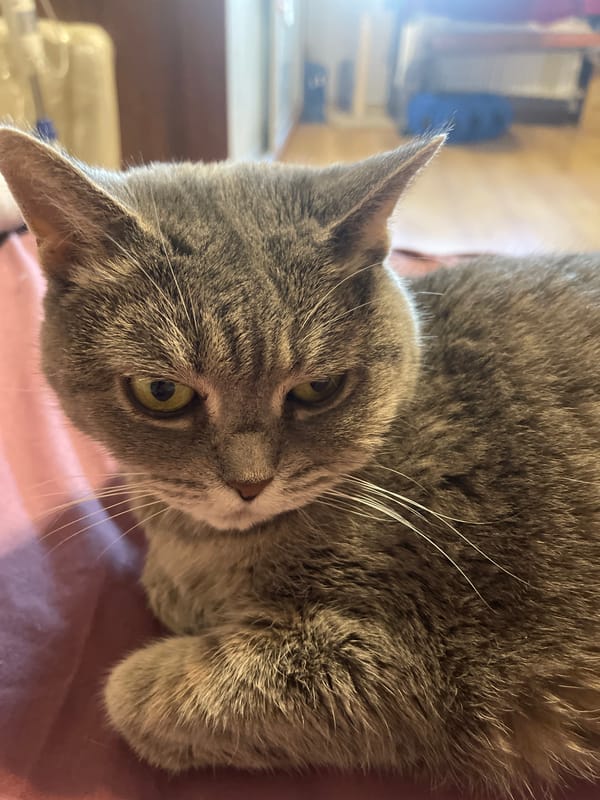 Grey tabby cat lounging on pink bedding, various moods