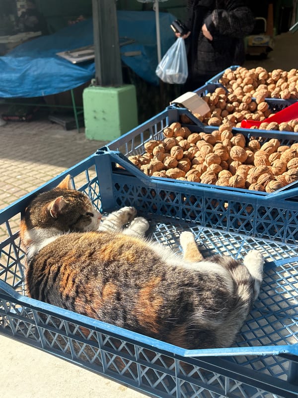 Calico cat spotted napping around Burgas market area