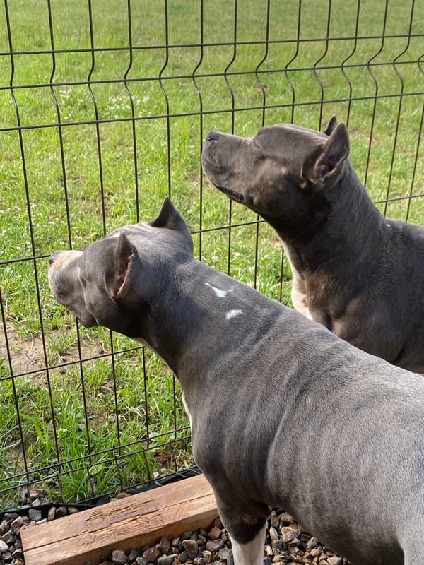 Dogs, geese, ducks, and raspberries in a backyard setting