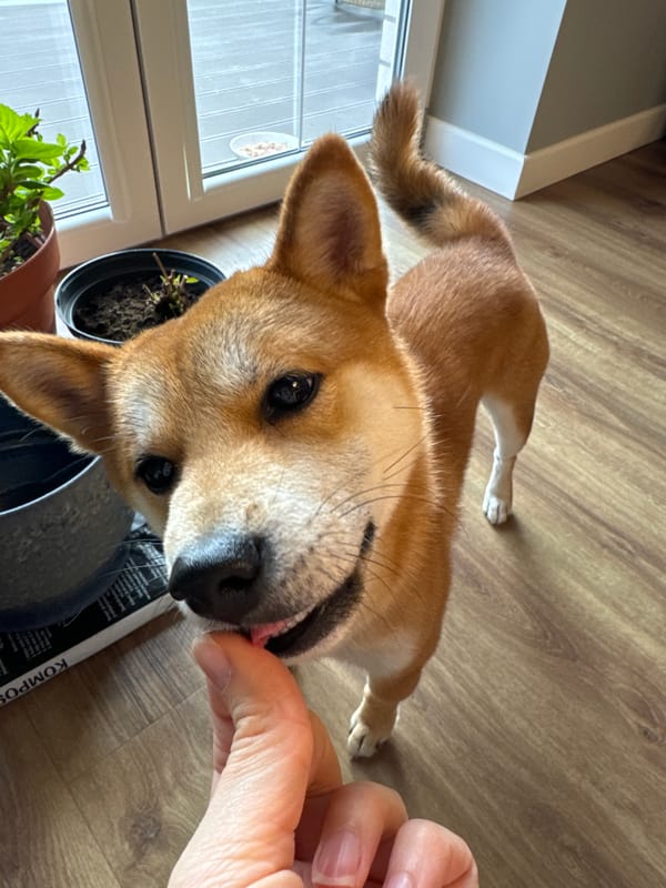 Quiet moments captured in Carnikava, Latvia countryside